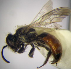 Andrena semirubra
