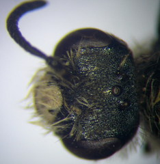 Andrena semirubra