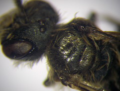 Andrena semirubra
