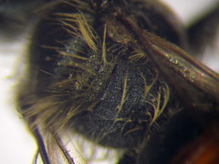 Andrena semirubra
