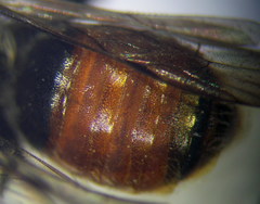 Andrena semirubra