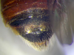 Andrena semirubra