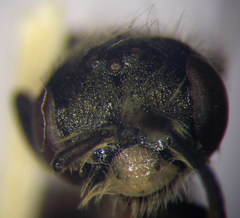 Andrena semirubra