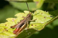 Chorthippus dorsatus