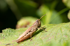 Chorthippus dorsatus