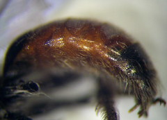 Andrena semirubra