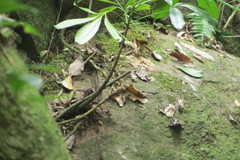 Myiothlypis rivularis