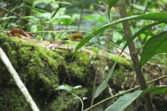 Myiothlypis rivularis