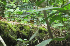 Myiothlypis rivularis