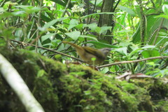 Myiothlypis rivularis