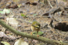 Myiothlypis rivularis