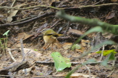 Myiothlypis rivularis