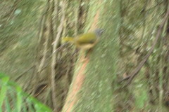 Myiothlypis rivularis