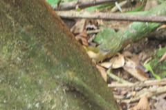 Myiothlypis rivularis