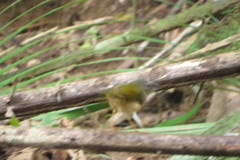 Myiothlypis rivularis