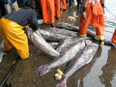 Patagonian Toothfish photo 5