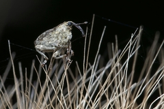 Parethelcus pollinarius