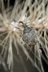 Parethelcus pollinarius