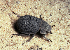 Omorgus nodosus