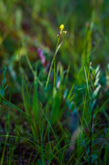 Xyris difformis