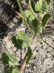 Arctotis angustifolia