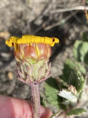 Arctotis angustifolia