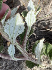 Arctotis angustifolia