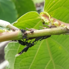 Parachartergus apicalis