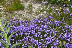 Campanula excisa