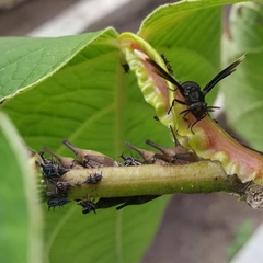 Parachartergus apicalis