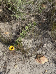 Arctotis angustifolia