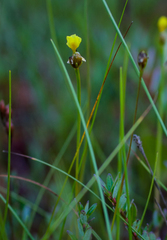 Xyris difformis