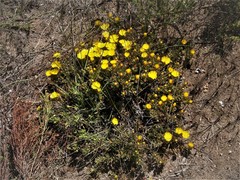Lampranthus fergusoniae
