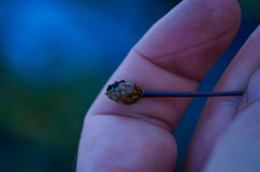 Xyris difformis