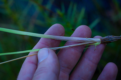 Xyris difformis