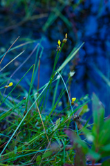 Xyris difformis