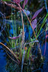 Xyris difformis