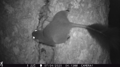 Cameroon Scaly-Tail photo 3