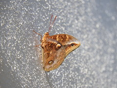 Opsiphanes boisduvallii