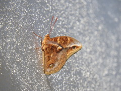 Opsiphanes boisduvallii