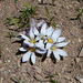 Zephyranthes andina - Photo (c) Martin Lowry, algunos derechos reservados (CC BY-NC), uploaded by Martin Lowry