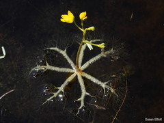 Utricularia radiata