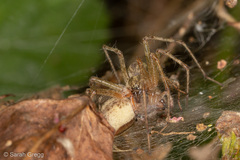 Allagelena gracilens
