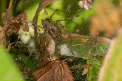 Allagelena gracilens