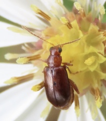 Luperaltica nigripalpis