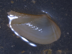 Bivalvia