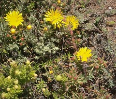 Lampranthus fergusoniae
