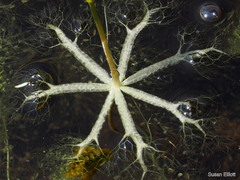 Utricularia radiata