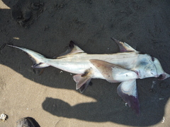 Callorhinchus callorynchus