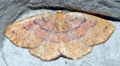 Apodrepanulatrix liberaria
